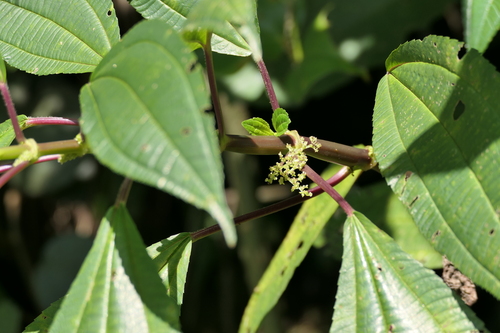 Three-vein Clearweed (Pilea melastomoides)