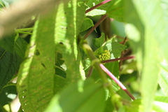 Pilea melastomoides, photograph (c) Dinesh Valke, some rights reserved (CC BY-SA)