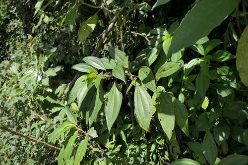 Pilea melastomoides, photograph 4