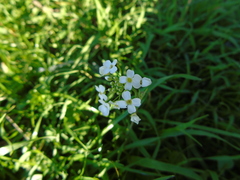 Capsella grandiflora