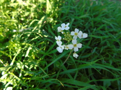 Capsella grandiflora