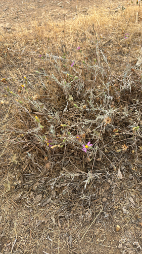 iNaturalist observation photo of California Aster