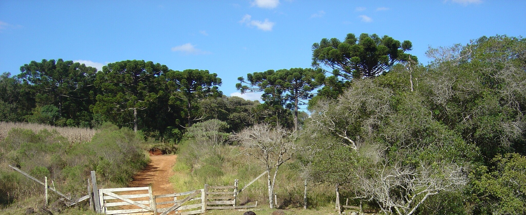Paraná-Pine (Araucaria angustifolia)