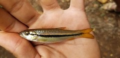 Rasbora dandia
