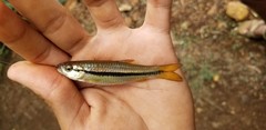 Rasbora dandia