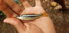 Rasbora dandia