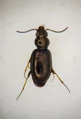 Bembidion lampros