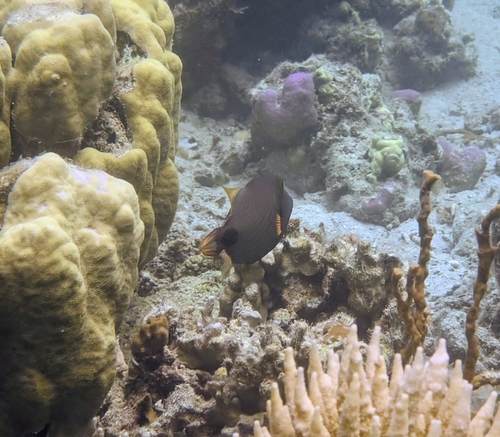Balistapus undulatus