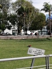 Pyrocephalus rubinus mexicanus