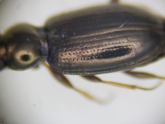 Bembidion lampros