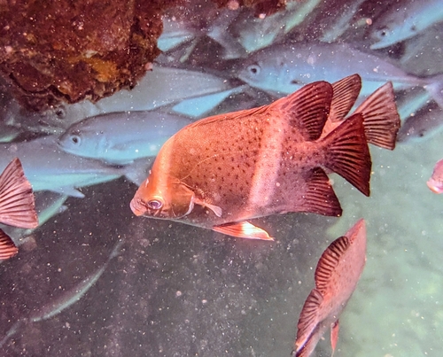 Scatophagus argus