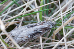 Semioscopis oculella