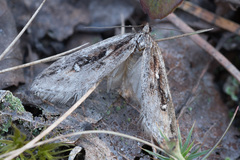 Semioscopis oculella
