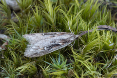 Semioscopis oculella