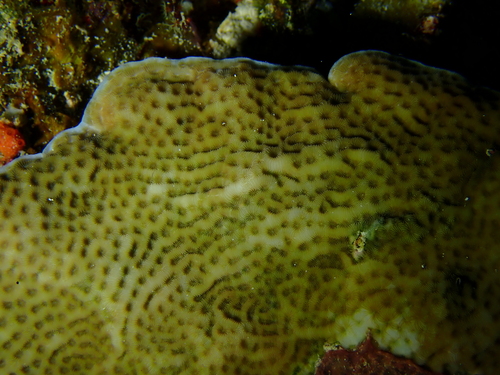 leaf coral