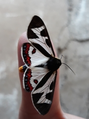 Dysschema innominatum