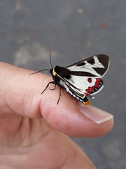 Dysschema innominatum