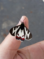 Dysschema innominatum