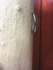 Acraea horta