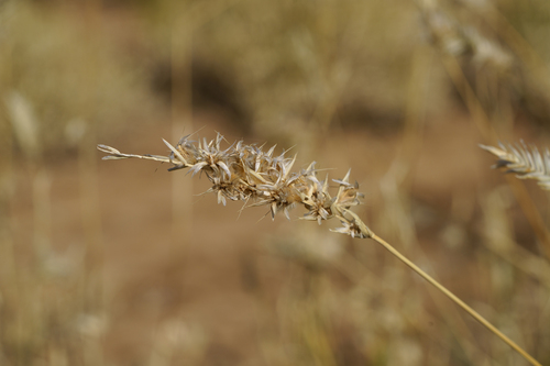Barley Mitchell-grass (Astrebla pectinata)
