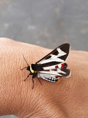 Dysschema innominatum