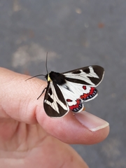 Dysschema innominatum