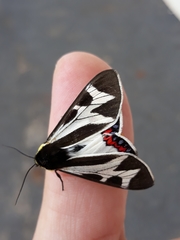 Dysschema innominatum