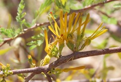 African Mistletoe (Tapinanthus)