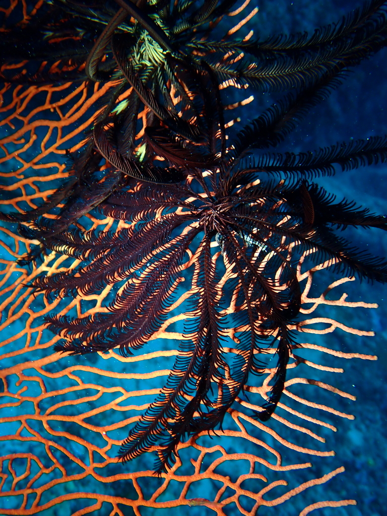 Beautiful Feather Star