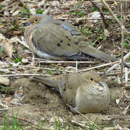 Mourning Dove photographed in Wisconsin