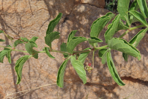 Cyphostemma congestum