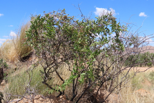Cyphostemma congestum