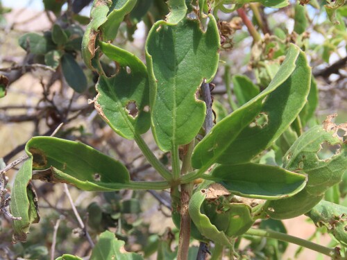 Cyphostemma congestum