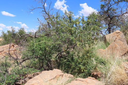 Senegalia hereroensis, photograph 3