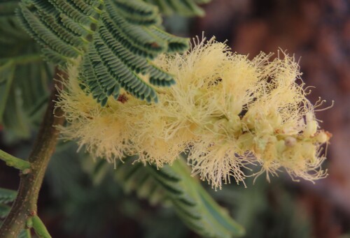 Senegalia hereroensis, photograph 5