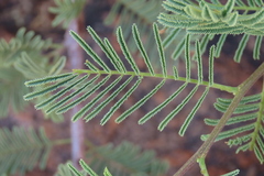 Senegalia hereroensis, photograph author not stated, no rights reserved