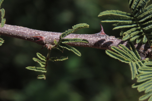 Senegalia hereroensis, photograph 4