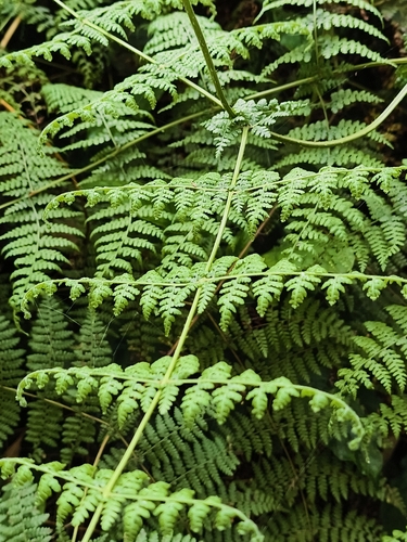 Dennstaedtia scandens
