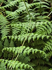 Dennstaedtia scandens