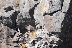 Daptrius albogularis