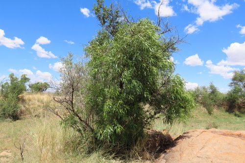 african sumac (Searsia lancea)
