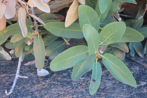 Ficus ilicina, photograph 4
