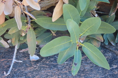Ficus ilicina, photograph author not stated, no rights reserved