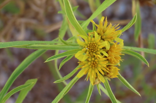 River Vomitdaisy (Geigeria pectidea)