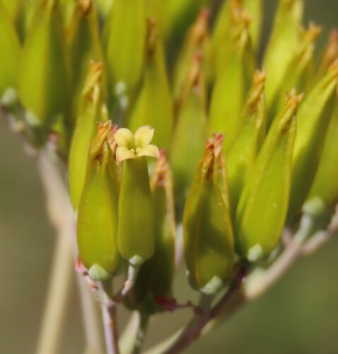 short-lobed kalanchoe (Kalanchoe brachyloba)