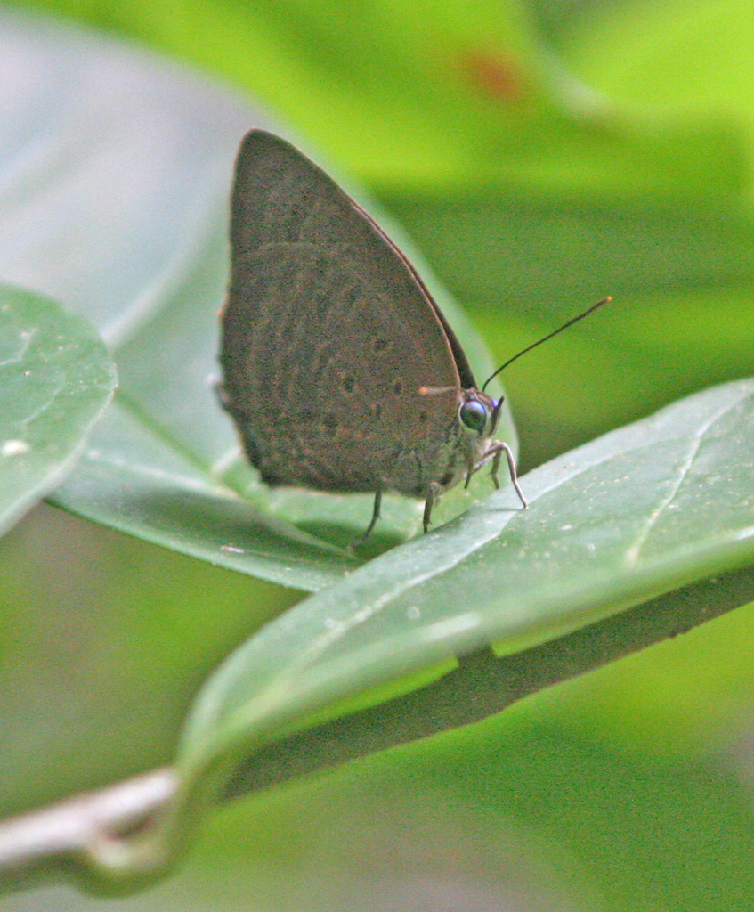 Rosy Oakblue