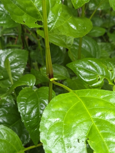 Pogostemon cablin iNat (1)