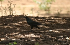 Lamprotornis caudatus