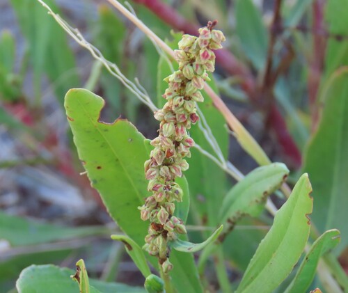 Lance-leaf Dock (Rumex lanceolatus)