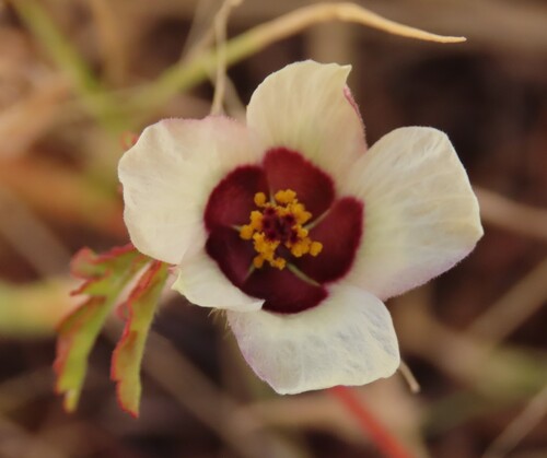 flower-of-an-hour (Hibiscus trionum)